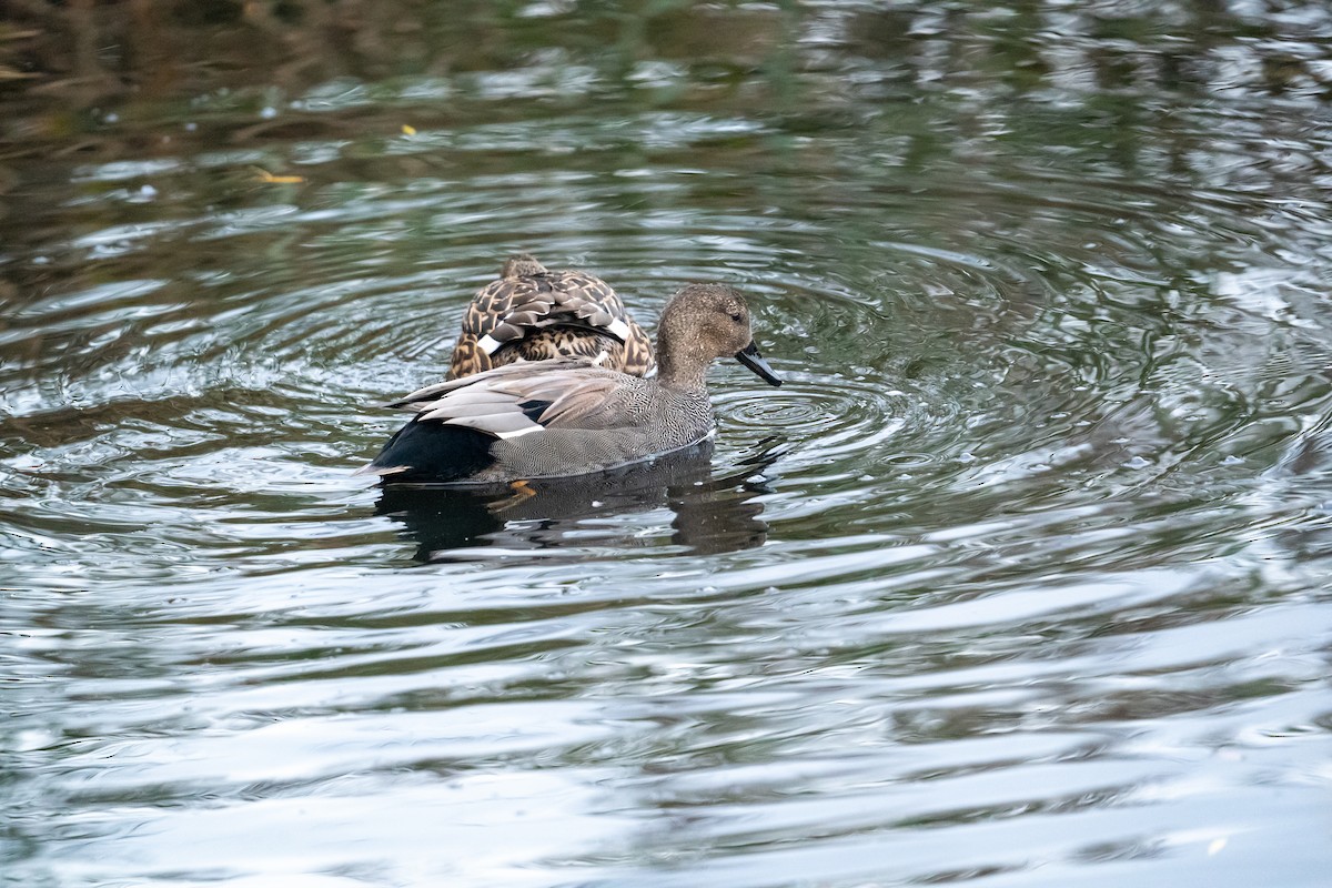 Gadwall - ML645949605