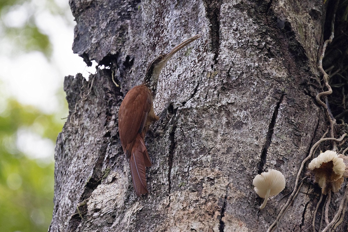 Дереволаз білогорлий - ML645949608