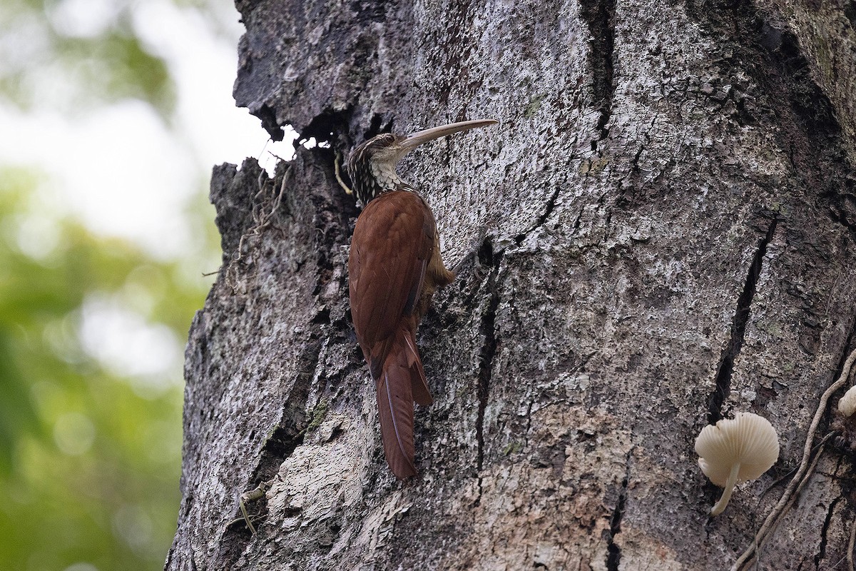 Дереволаз білогорлий - ML645949612