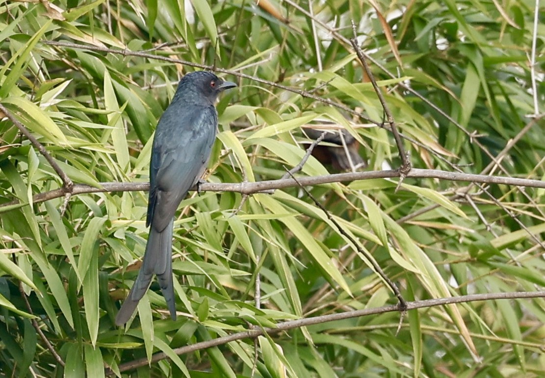 Ashy Prinia - ML645949618