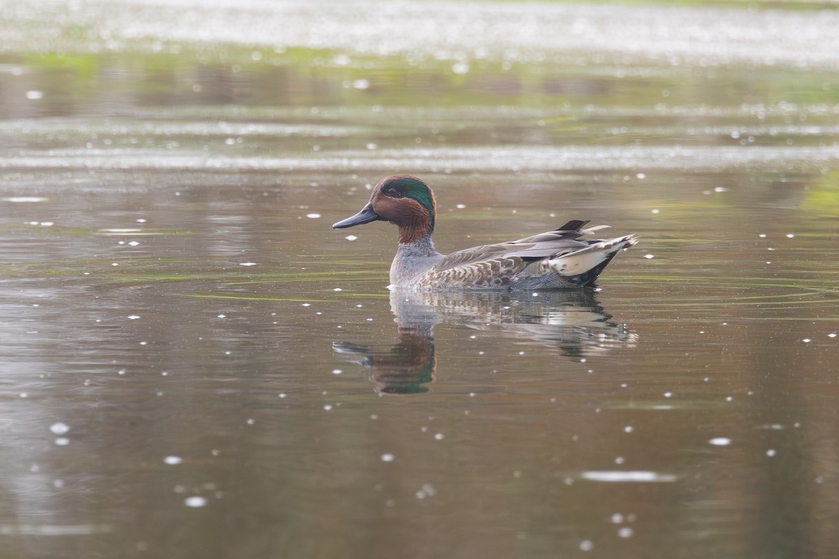 Green-winged Teal - ML645949622
