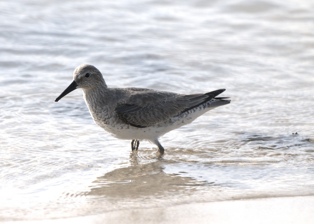 חופית להקנית - ML645949626