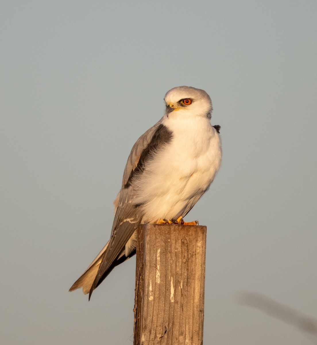White-tailed Kite - ML645949630