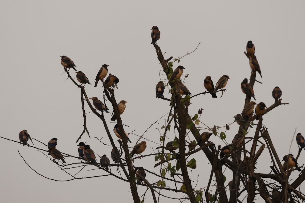 Rosy Starling - ML645949631