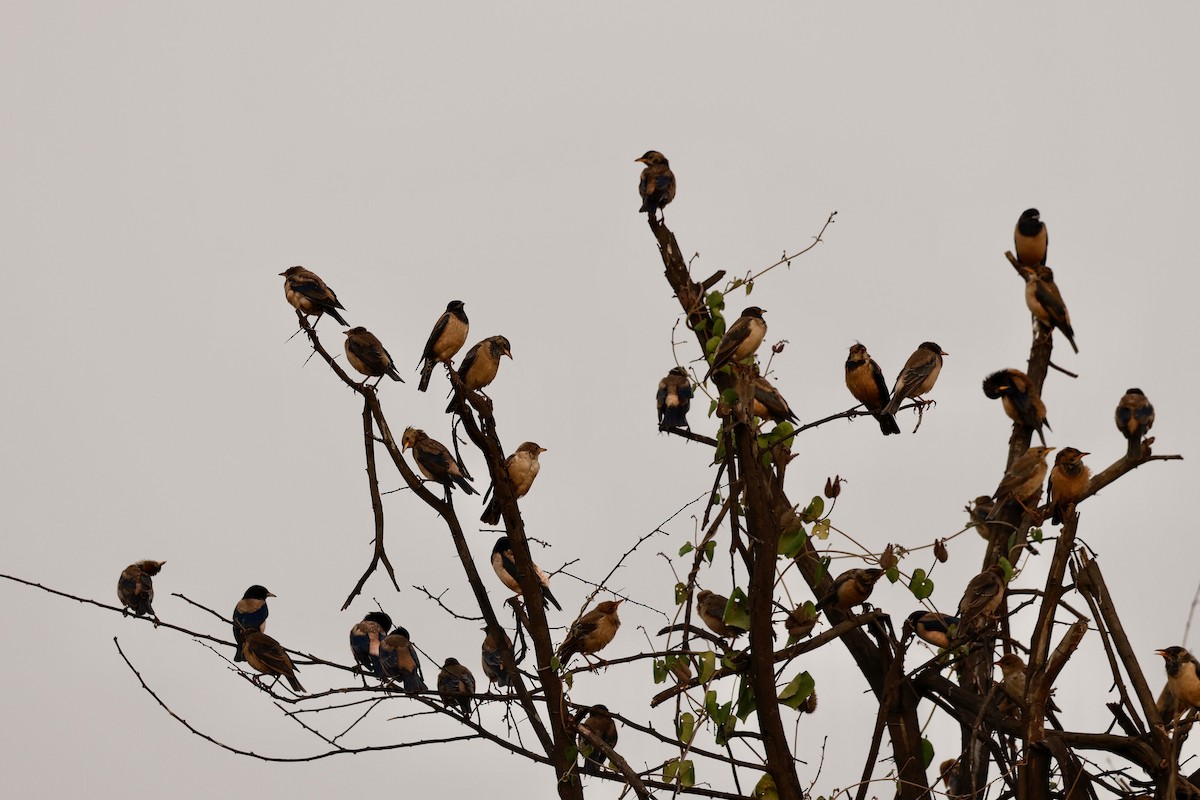 Rosy Starling - ML645949632