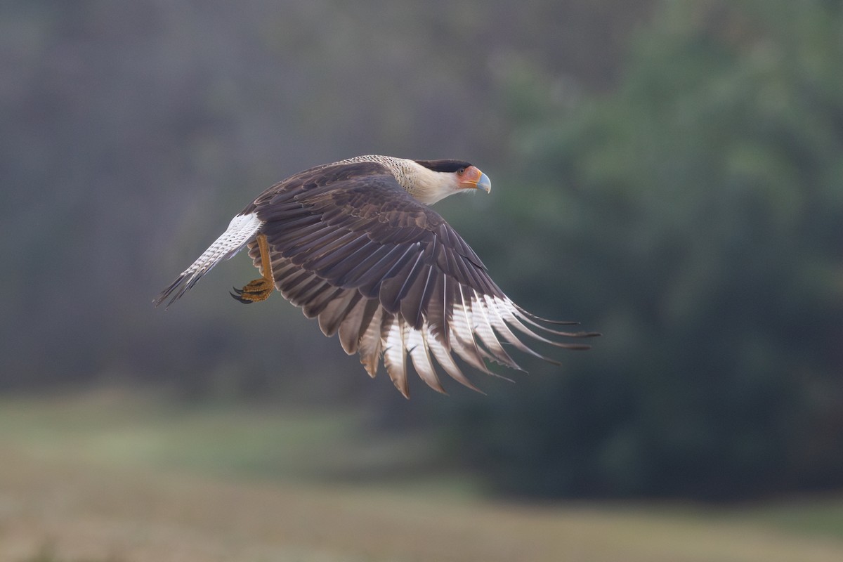 Crested Caracara - ML645949634