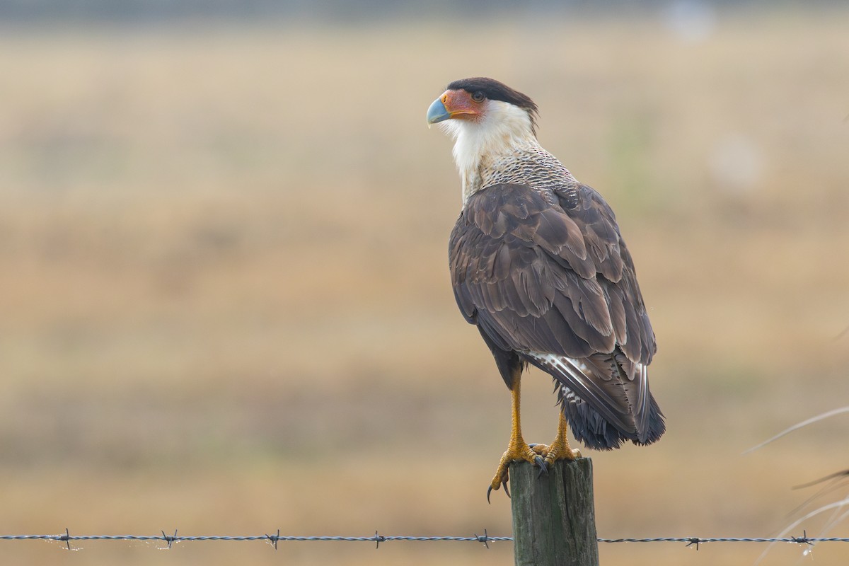 Crested Caracara - ML645949635