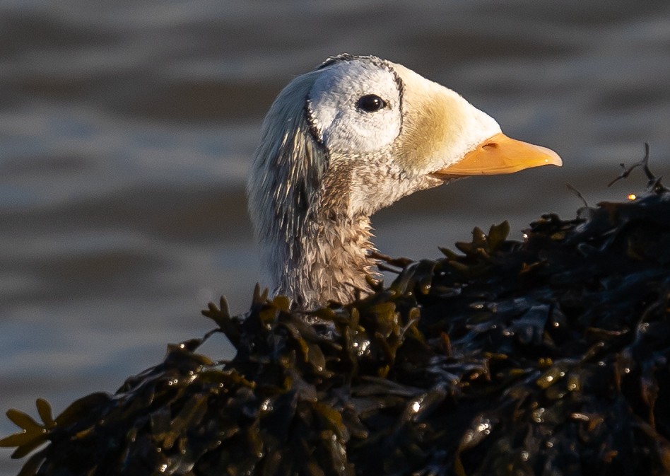 Spectacled Eider - ML645949645