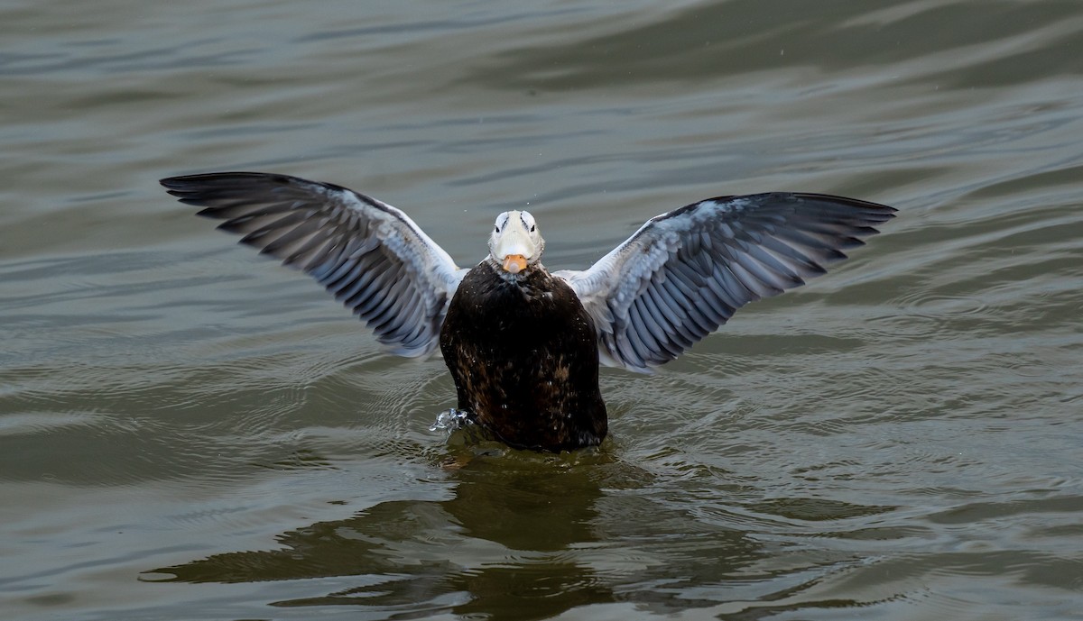 Spectacled Eider - ML645949648