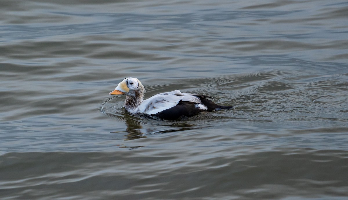 Spectacled Eider - ML645949649