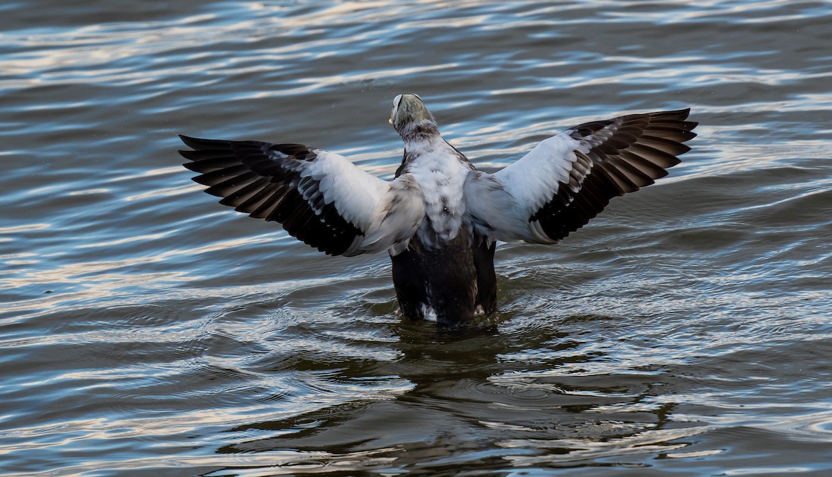 Spectacled Eider - ML645949650