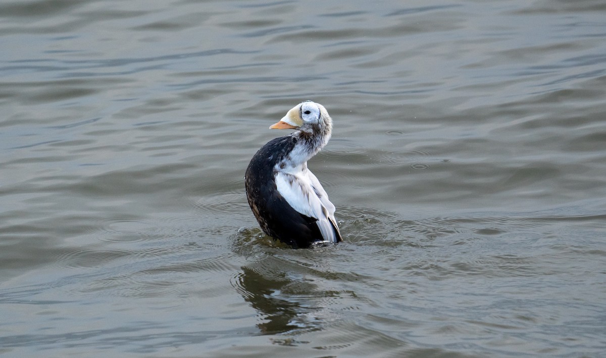 Spectacled Eider - ML645949651