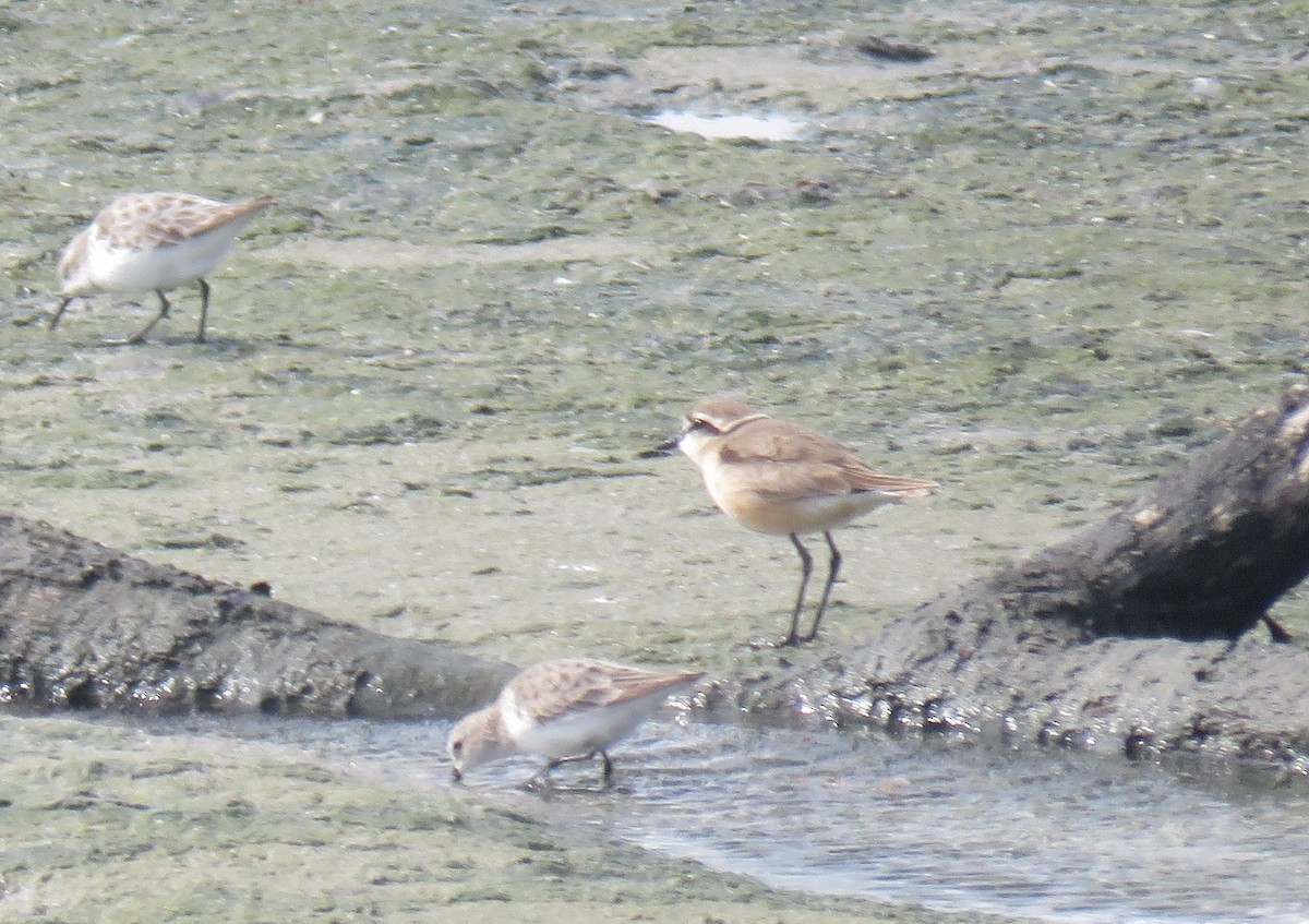 Kittlitz's Plover - ML645949652