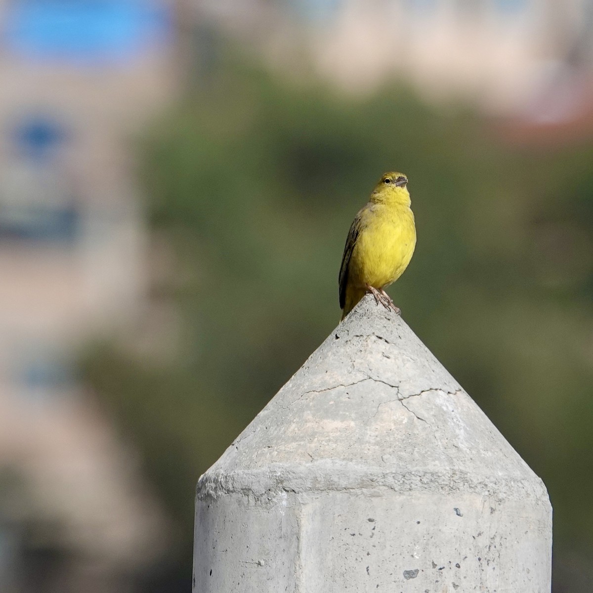 Greenish Yellow-Finch - ML645949658