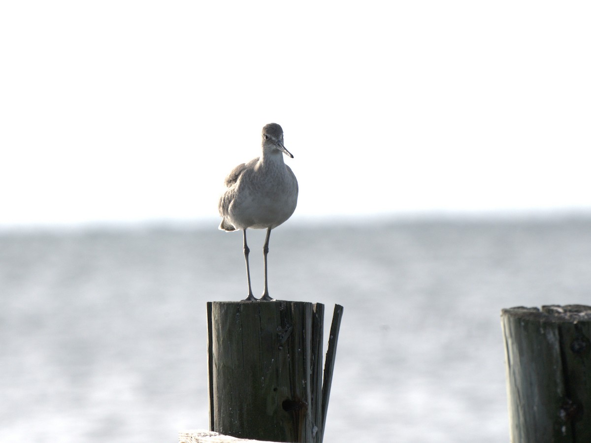 Willet - ML645949660