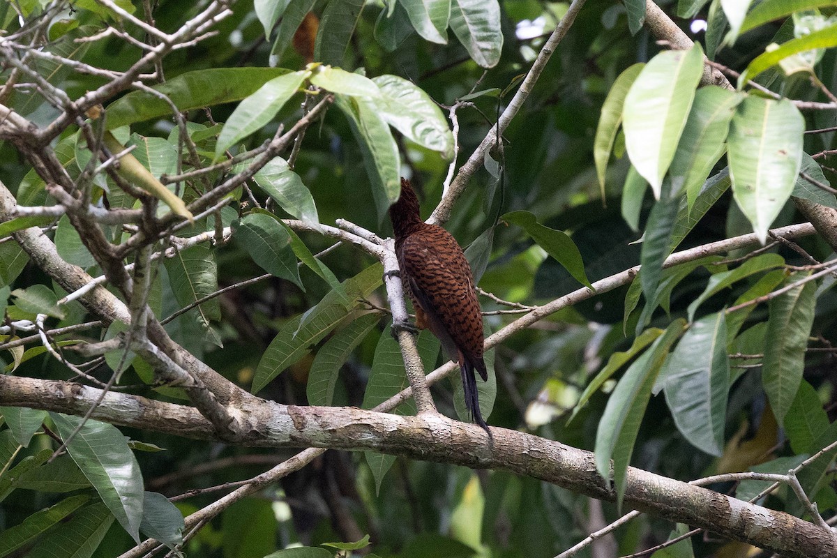 Waved Woodpecker (Scale-breasted) - ML645949661