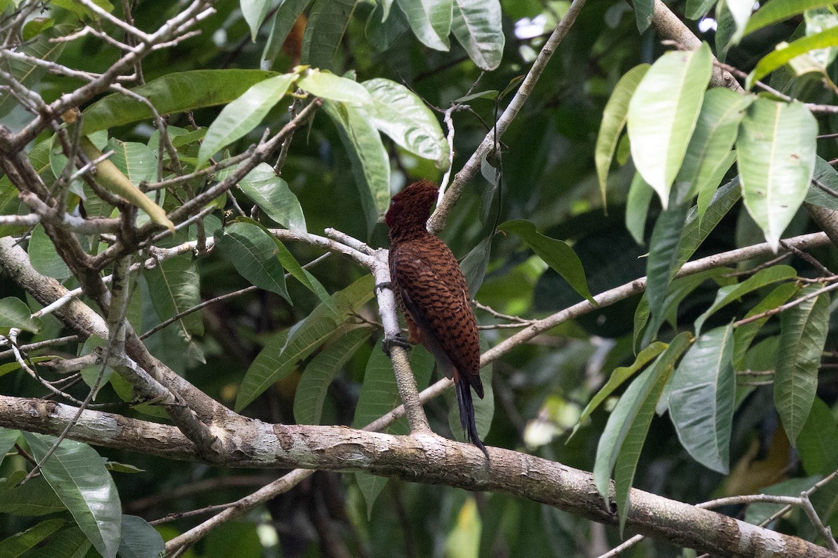 Waved Woodpecker (Scale-breasted) - ML645949665