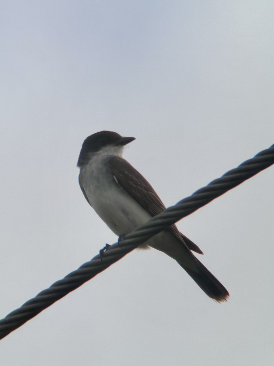 tyran obecný - ML645949666