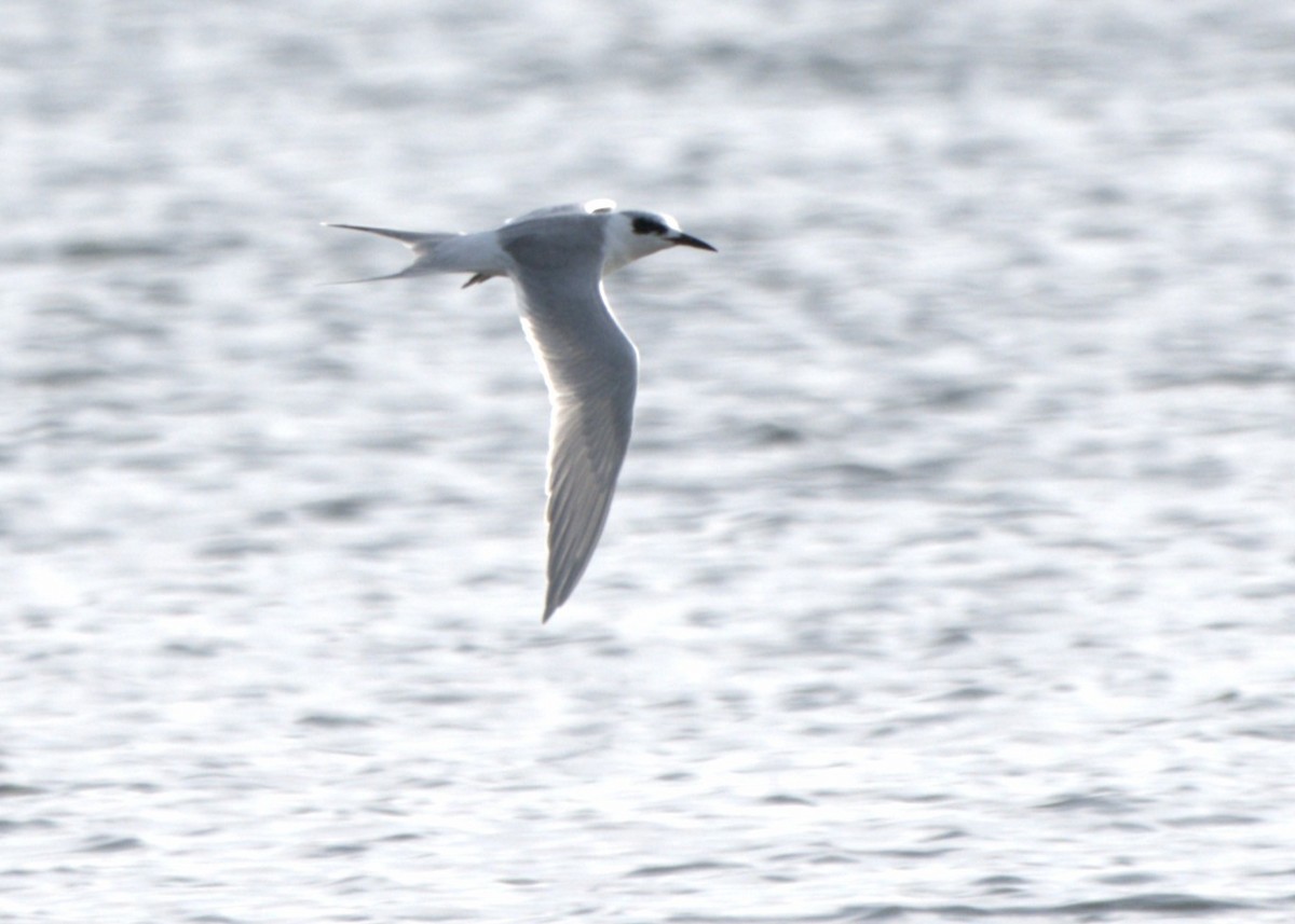 Крячок неоарктичний - ML645949667