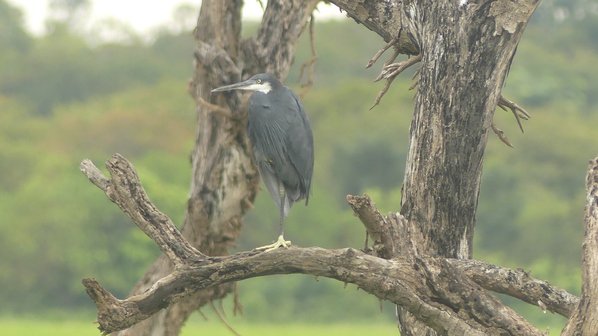 Western Reef-Heron (Western) - ML645949669