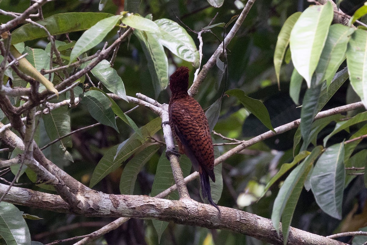 Waved Woodpecker (Scale-breasted) - ML645949670