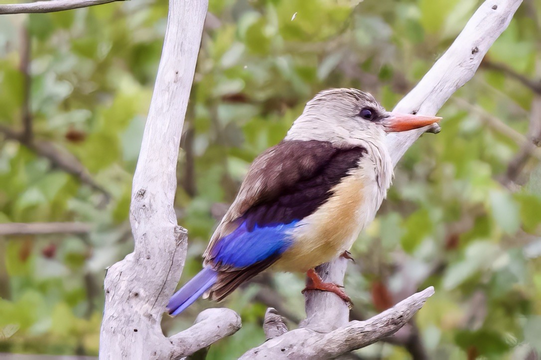 ledňáček šedohlavý - ML645949672