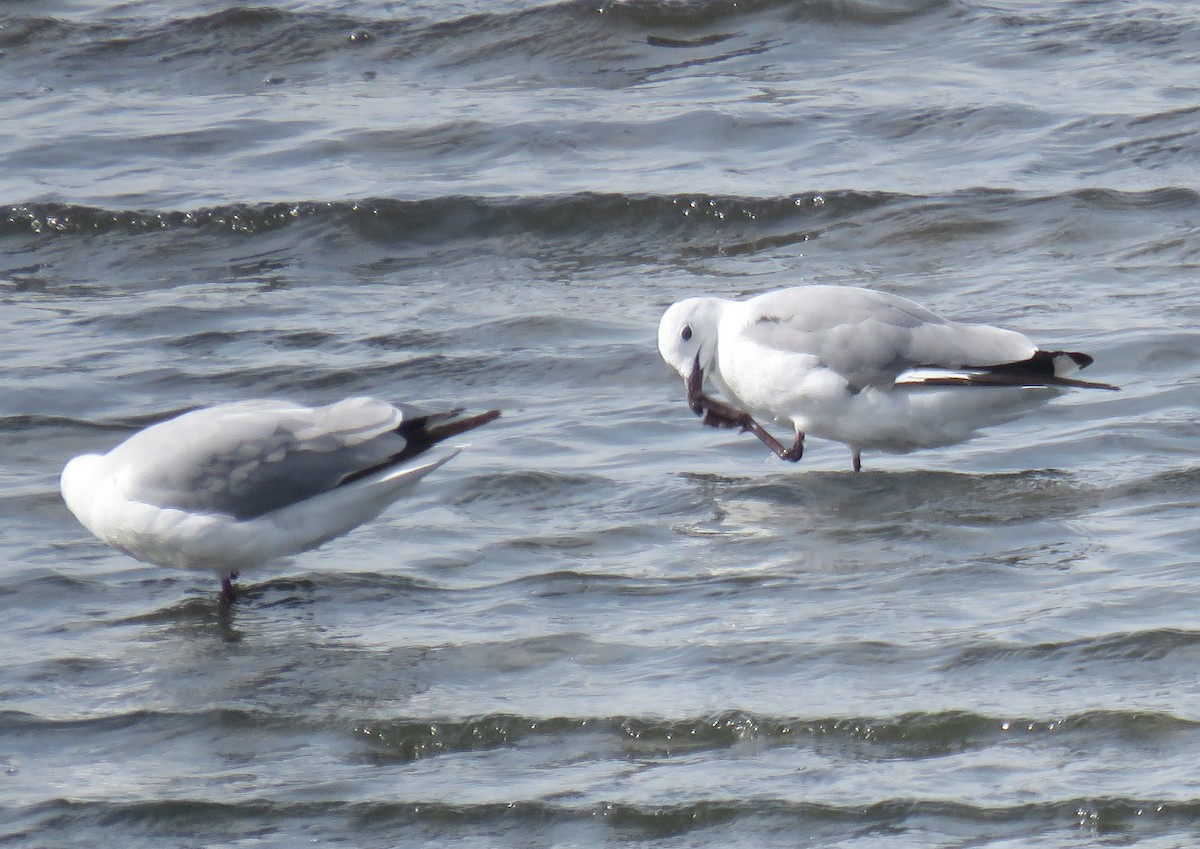 Hartlaub's Gull - ML645949673