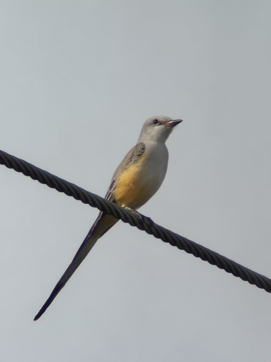 Scissor-tailed Flycatcher - ML645949677