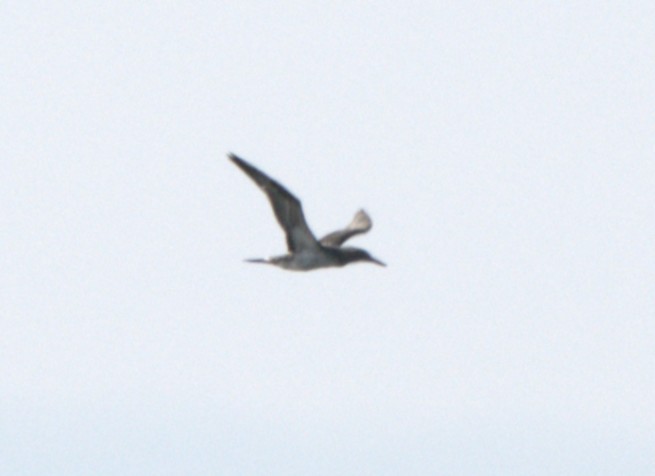 Northern Gannet - ML645949679