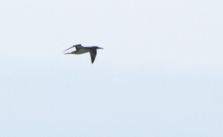 Northern Gannet - ML645949680