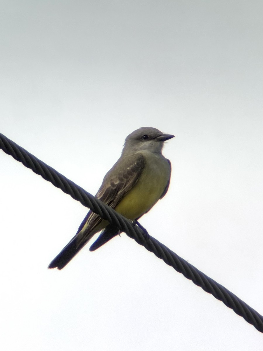 Western Kingbird - ML645949685