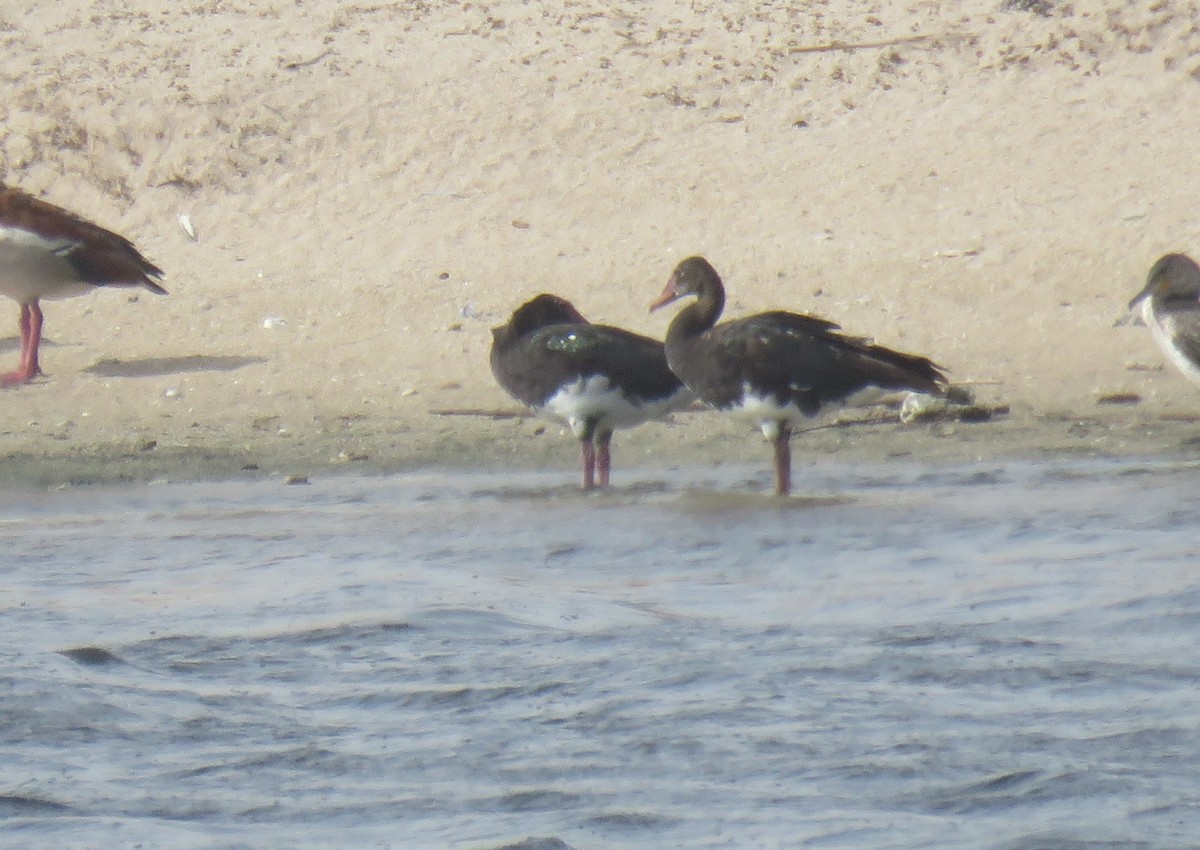Spur-winged Goose (Southern) - ML645949687