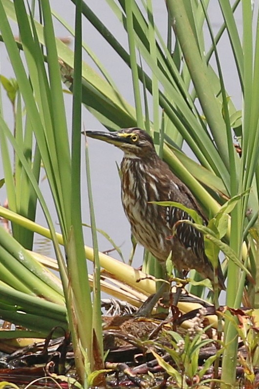 volavka malá - ML645949692