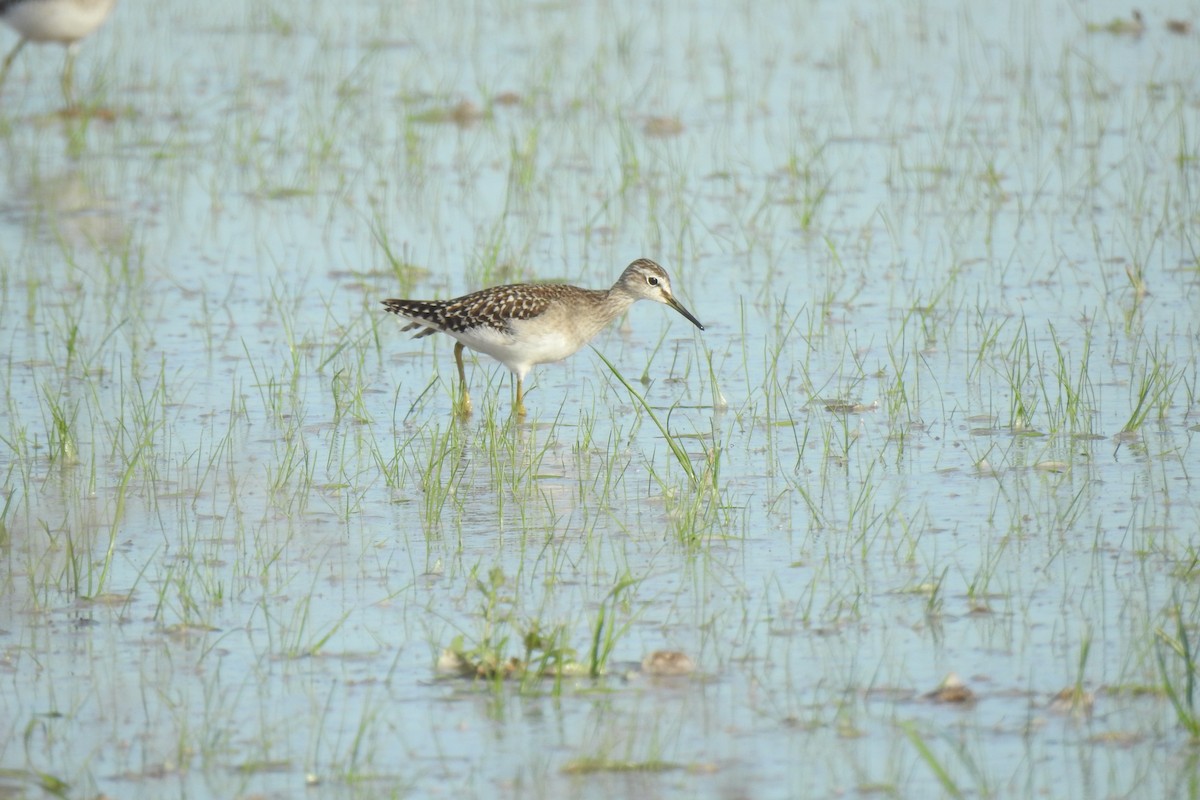 vodouš bahenní - ML645949693