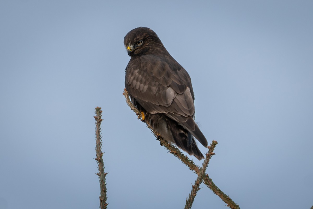 Rough-legged Hawk - ML645949713