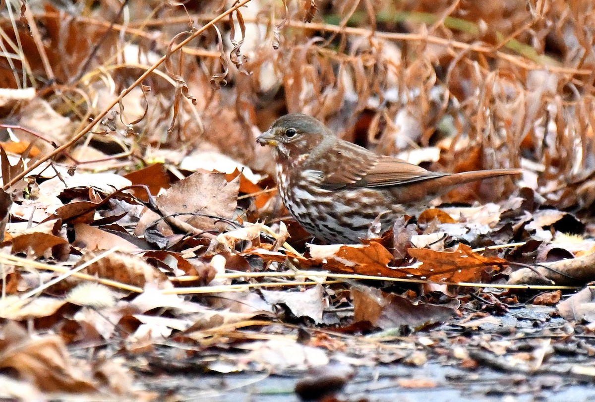 strnadec kaštanový (ssp. iliaca/zaboria) - ML645949720