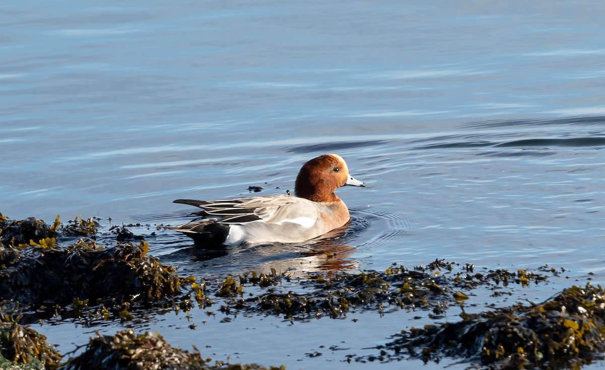 Eurasian Wigeon - ML645949721