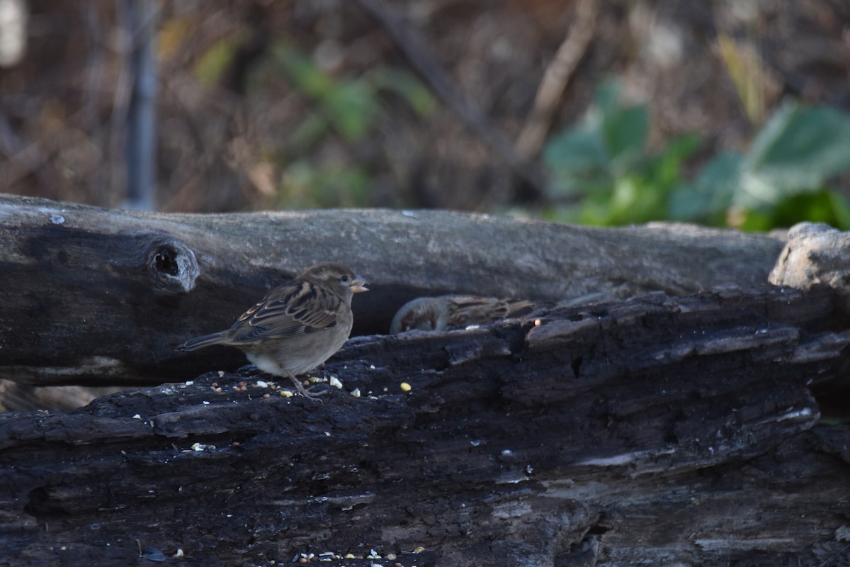 House Sparrow - ML645949722