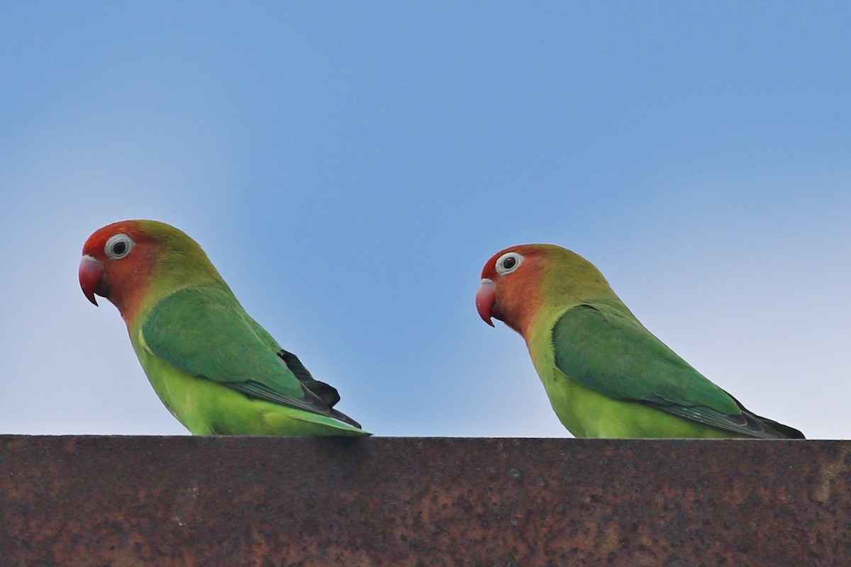 agapornis růžovohlavý - ML645949724