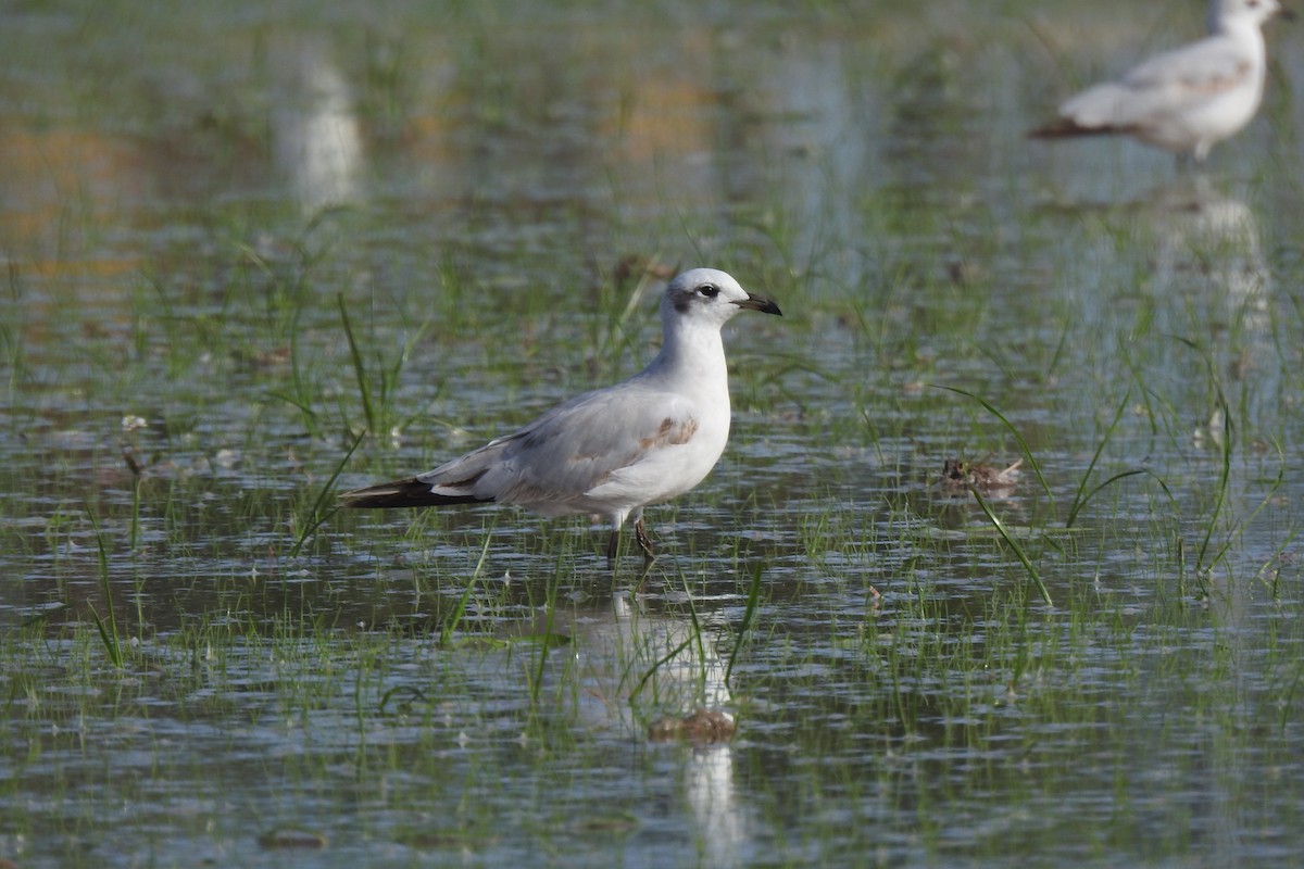 Mediterranean Gull - ML645949743