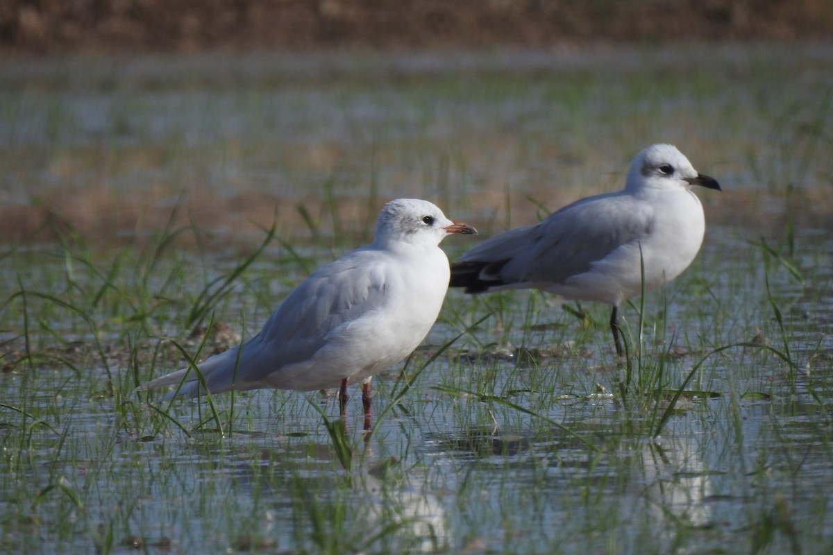 Mediterranean Gull - ML645949744