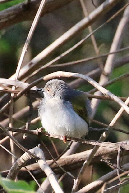 pěnicovec krátkoocasý [skupina brevicaudata] - ML645949745