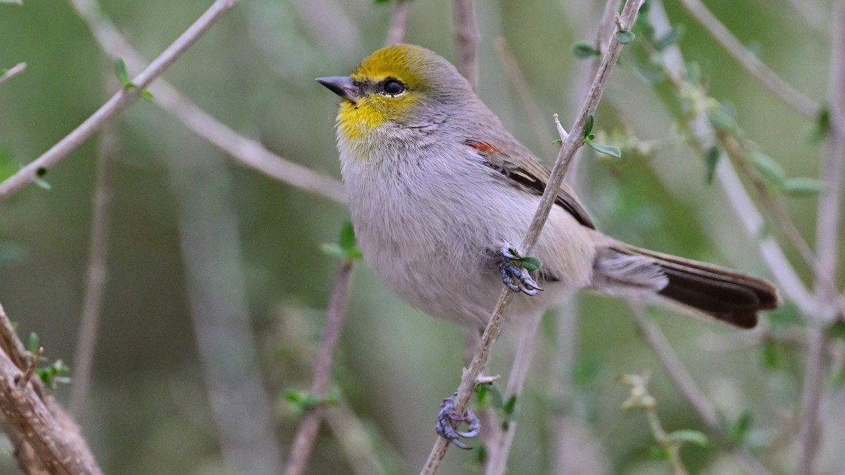 Verdin - ML645949752