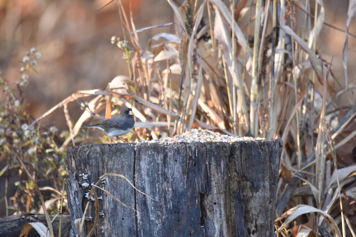 Dark-eyed Junco - ML645949755