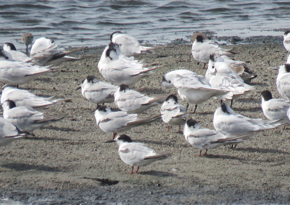 Common Tern (hirundo/tibetana) - ML645949756