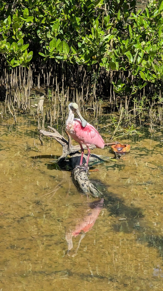 Espátula Rosada - ML645949757