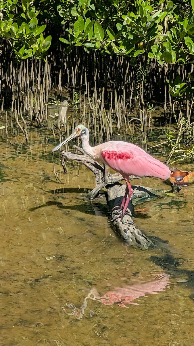 Espátula Rosada - ML645949758