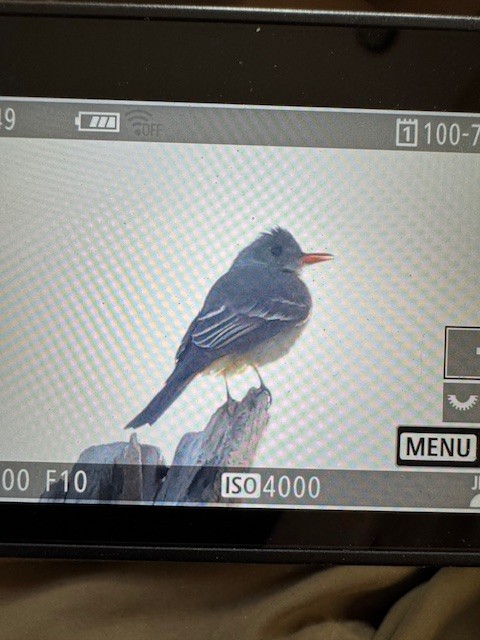 Greater Pewee - ML645949765