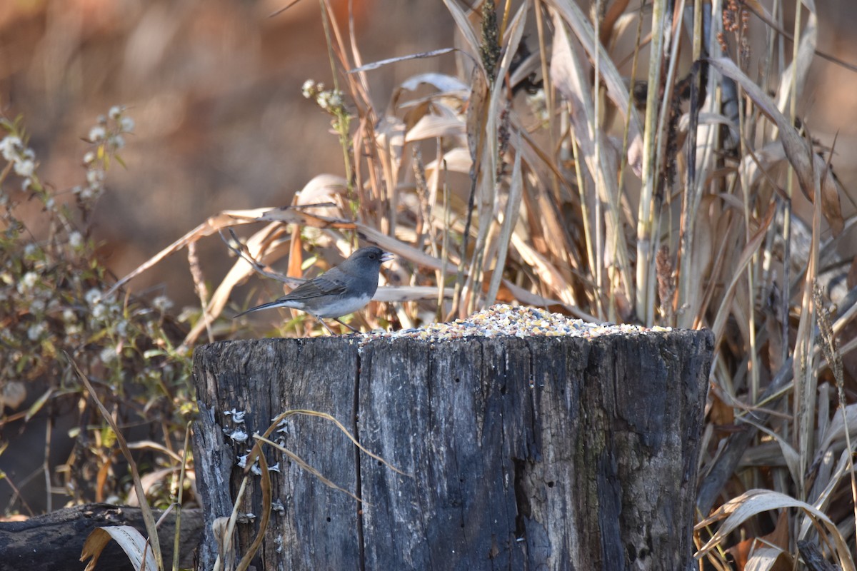 Dark-eyed Junco - ML645949768