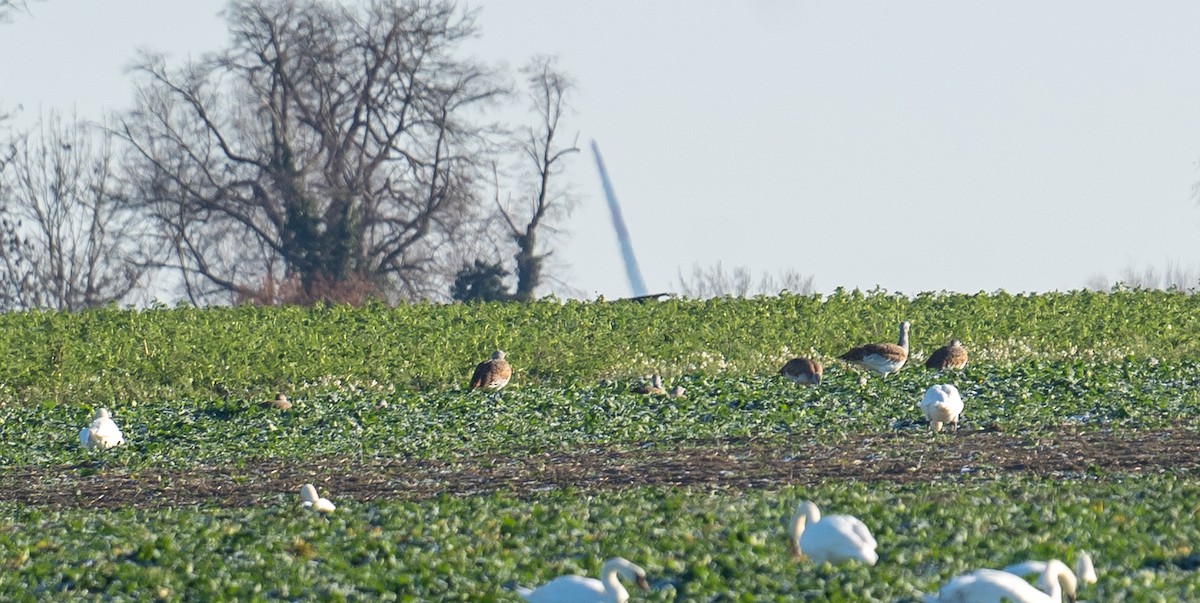 Great Bustard - ML645949770